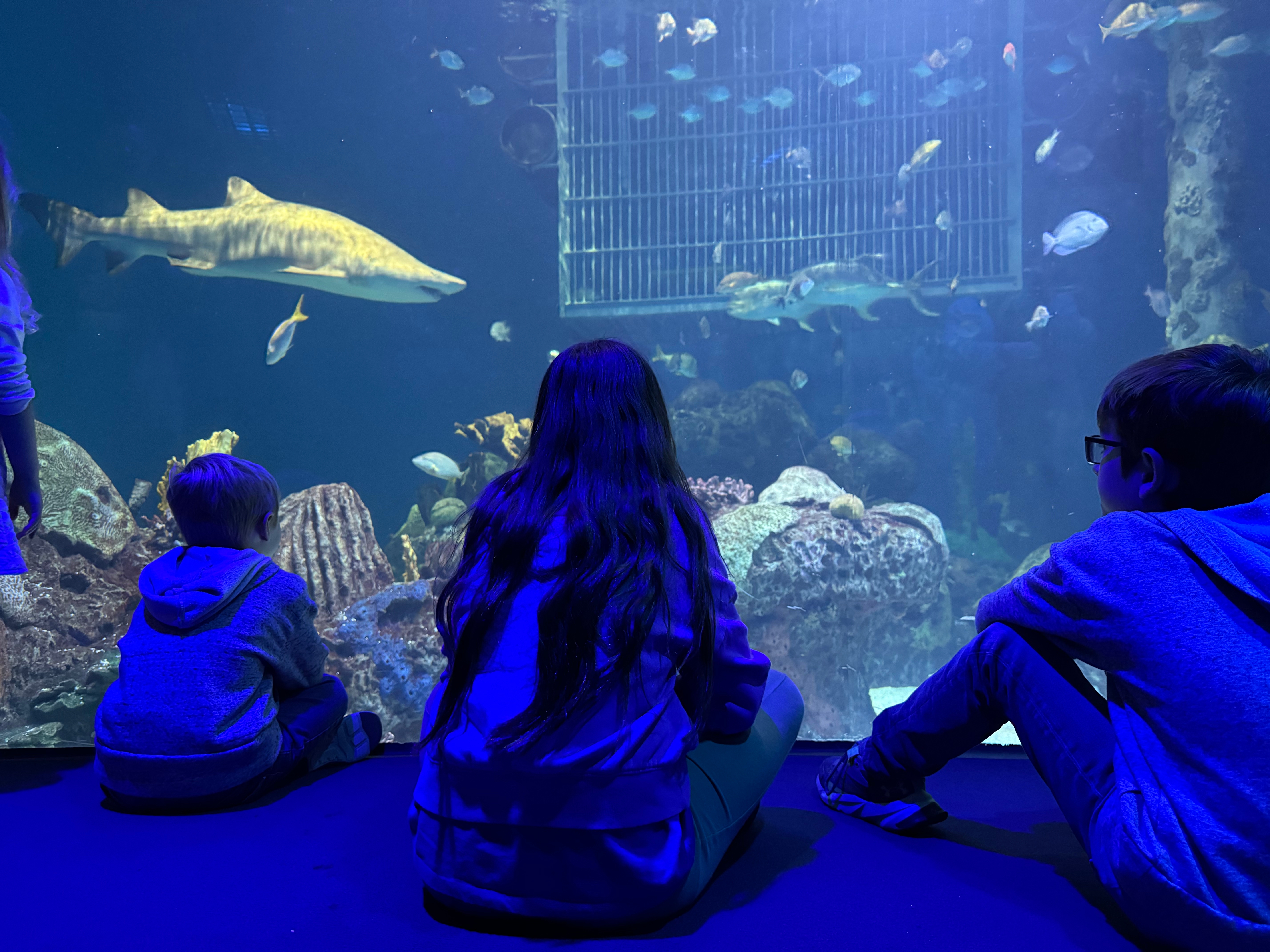 Children watching colorful fish and a shark in a large aquarium.